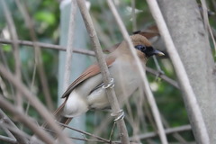 Pterorhinus berthemyi