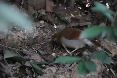 Pterorhinus berthemyi