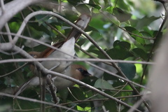 Pterorhinus berthemyi