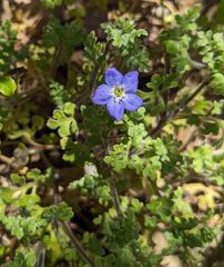 Nemophila pulchella