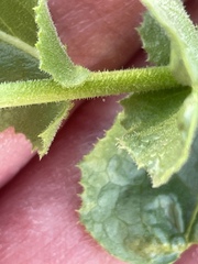 Acourtia microcephala