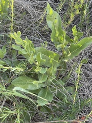 Acourtia microcephala