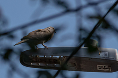 Streptopelia decaocto