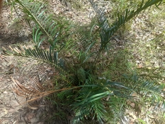 Macrozamia lucida