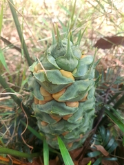 Macrozamia lucida