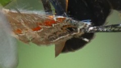 Calycopis cecrops image