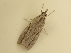 Eudonia bisinualis