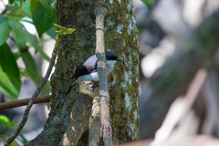 Eopsaltria pulverulenta