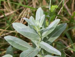 Ambrosia cheiranthifolia