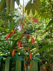 Amherstia nobilis
