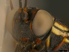 Paraphylax