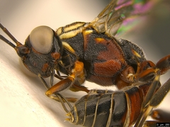 Paraphylax