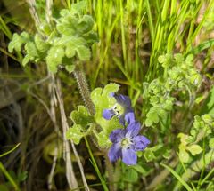 Nemophila pulchella