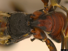 Paraphylax