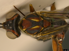 Paraphylax