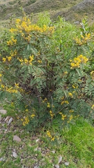 Senna aymara