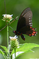 Mimoides phaon phaon
