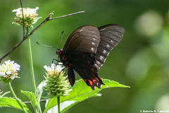 Mimoides phaon phaon