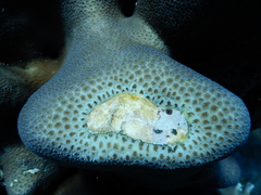 Goniastrea stelligera