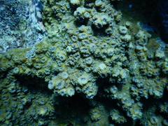 Echinopora hirsutissima