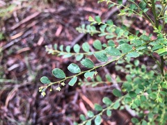Phyllanthus similis