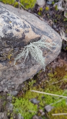 Usnea durietzii