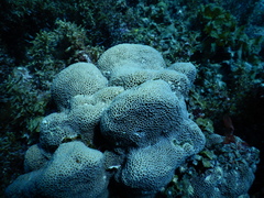 Gardineroseris planulata