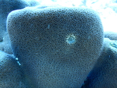 Goniastrea stelligera