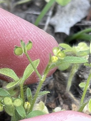 Ranunculus hebecarpus