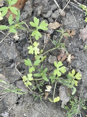 Ranunculus hebecarpus