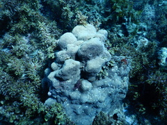 Gardineroseris planulata