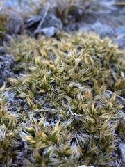 Anisotome imbricata