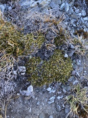 Anisotome imbricata