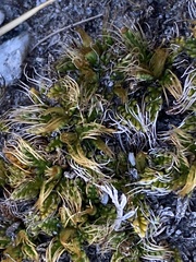 Anisotome imbricata