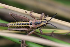 Monistria discrepans