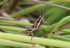Monistria discrepans