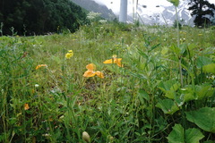 Papaver oreophilum