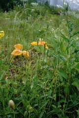Papaver oreophilum