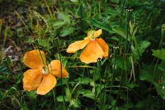 Papaver oreophilum