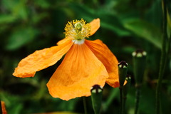 Papaver oreophilum