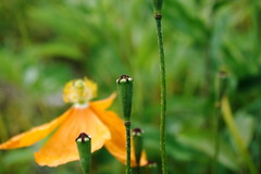 Papaver oreophilum