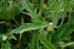 Papaver oreophilum