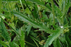 Papaver oreophilum