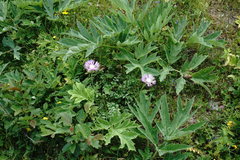 Psephellus caucasicus