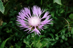 Psephellus caucasicus