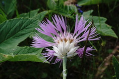 Psephellus caucasicus