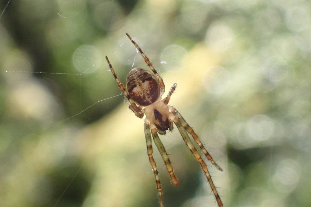 Taraire rufolineata