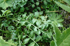 Psephellus caucasicus