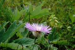 Psephellus caucasicus