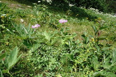 Psephellus caucasicus